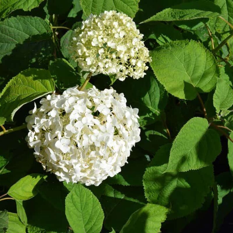 Hydrangea arborescens 'Incrediball' ® 60-80 cm